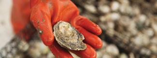 The Beauty of Oyster Farming image